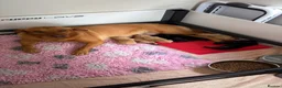 Labrador Retriever dogs for sale: Gorgeous Labrador puppies  - Advert 2
