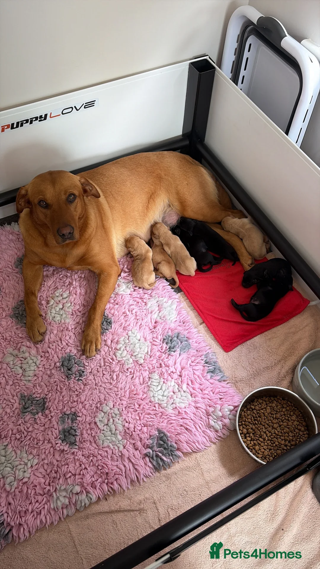 Labrador Retriever dogs for sale: Gorgeous Labrador puppies  - Advert 2
