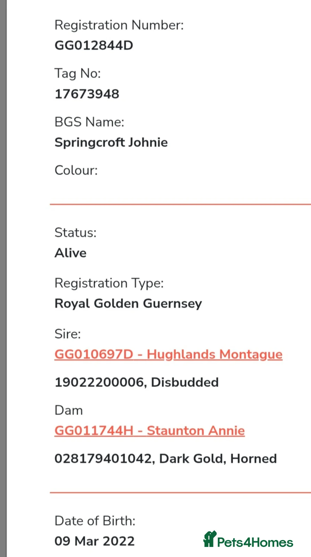 Goats livestock for sale: Pedigree Royal Golden Gurnsey Billy Goat. - Advert 9