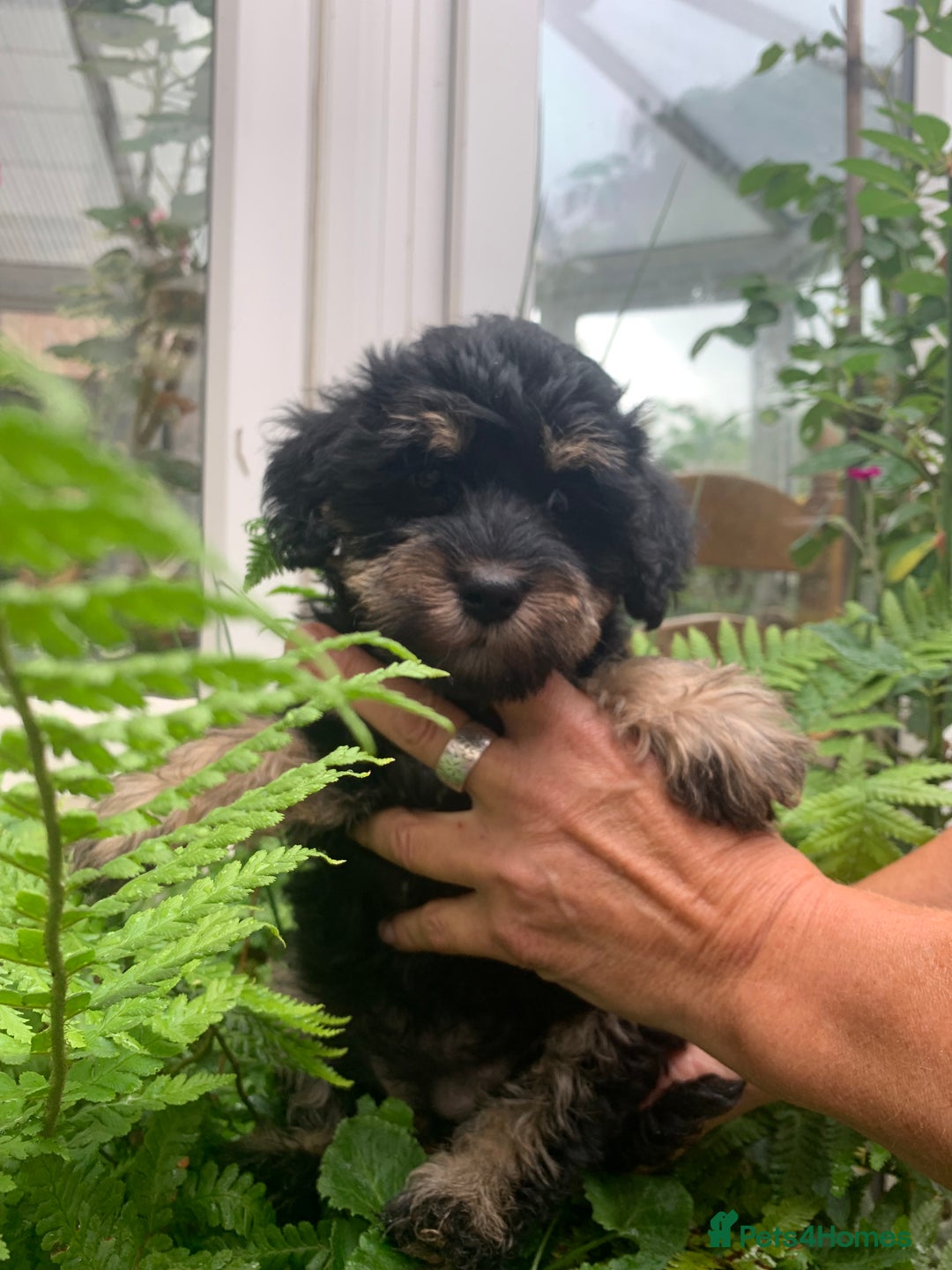 Schnoodle dogs for sale: BEAUTIFUL SCHNOODLE PUPPIES 🐶❤️ - Image 1