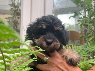 Schnoodle dogs - Advert 7