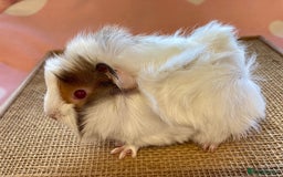 Guinea Pig rodents for sale: Gorgeous baby sows - Image 4