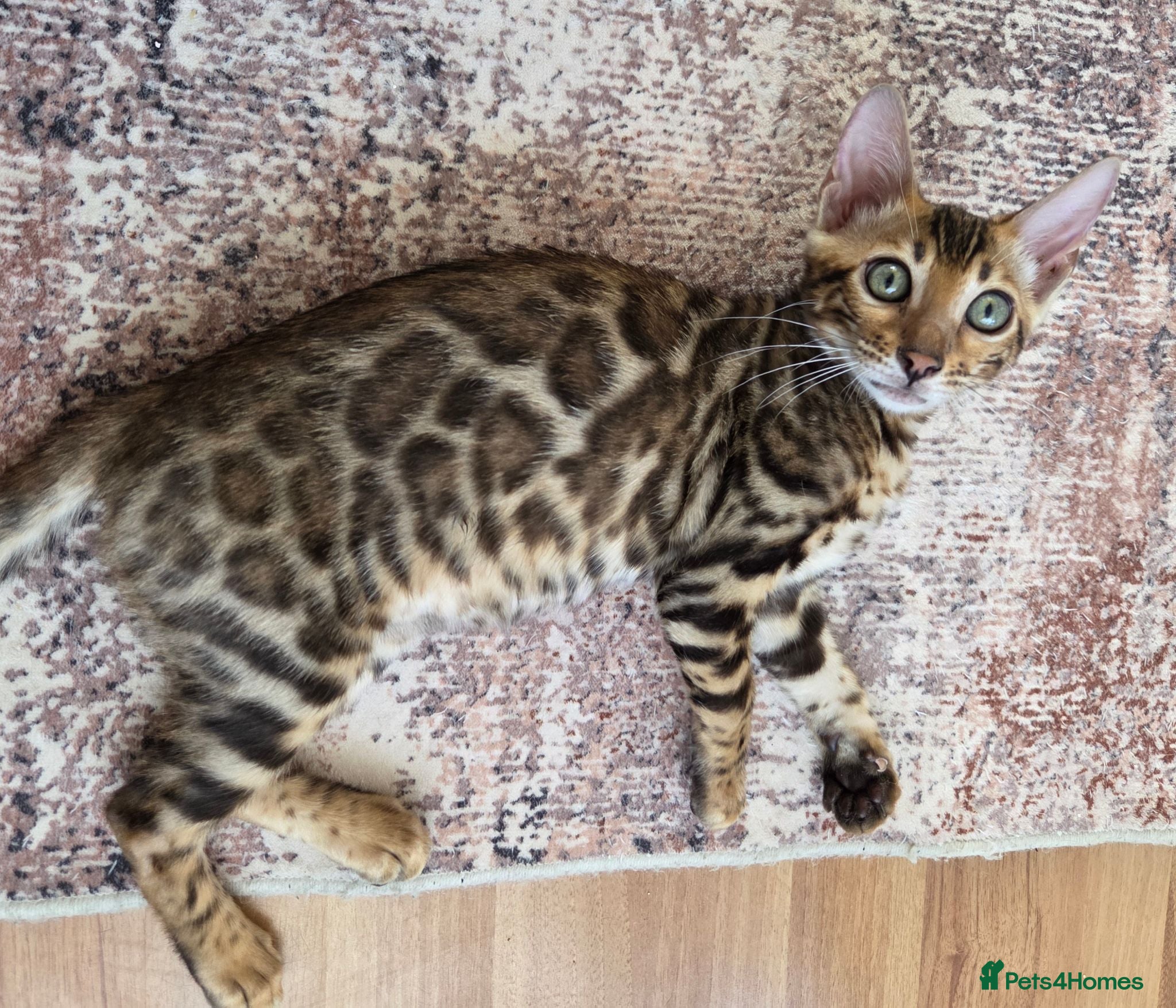 Bengal cats Ready now - pure Bengal TICA registered. - Advert 2