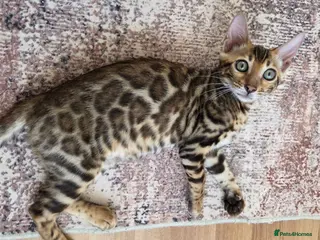 Bengal cats Ready now - pure Bengal TICA registered. - Advert 2