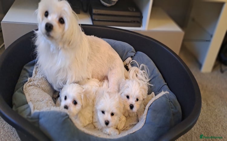 Maltese dogs - Advert 3