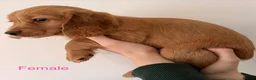 Cocker Spaniel dogs for sale: KC Registered Working Cocker Spaniel Puppies  in Derby - Advert 11