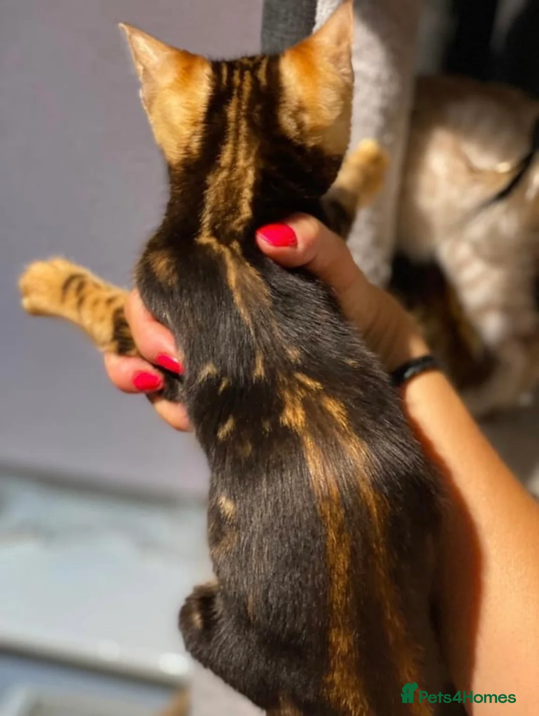 Bengal cats for sale: Top quality pure breed marble Bengal kitten  - Advert 2