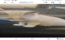 British Longhair cats for sale: Ragdoll kittens  - Image 7