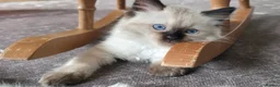 Ragdoll cats for sale: Pure Ragdoll kittens  - Advert 12