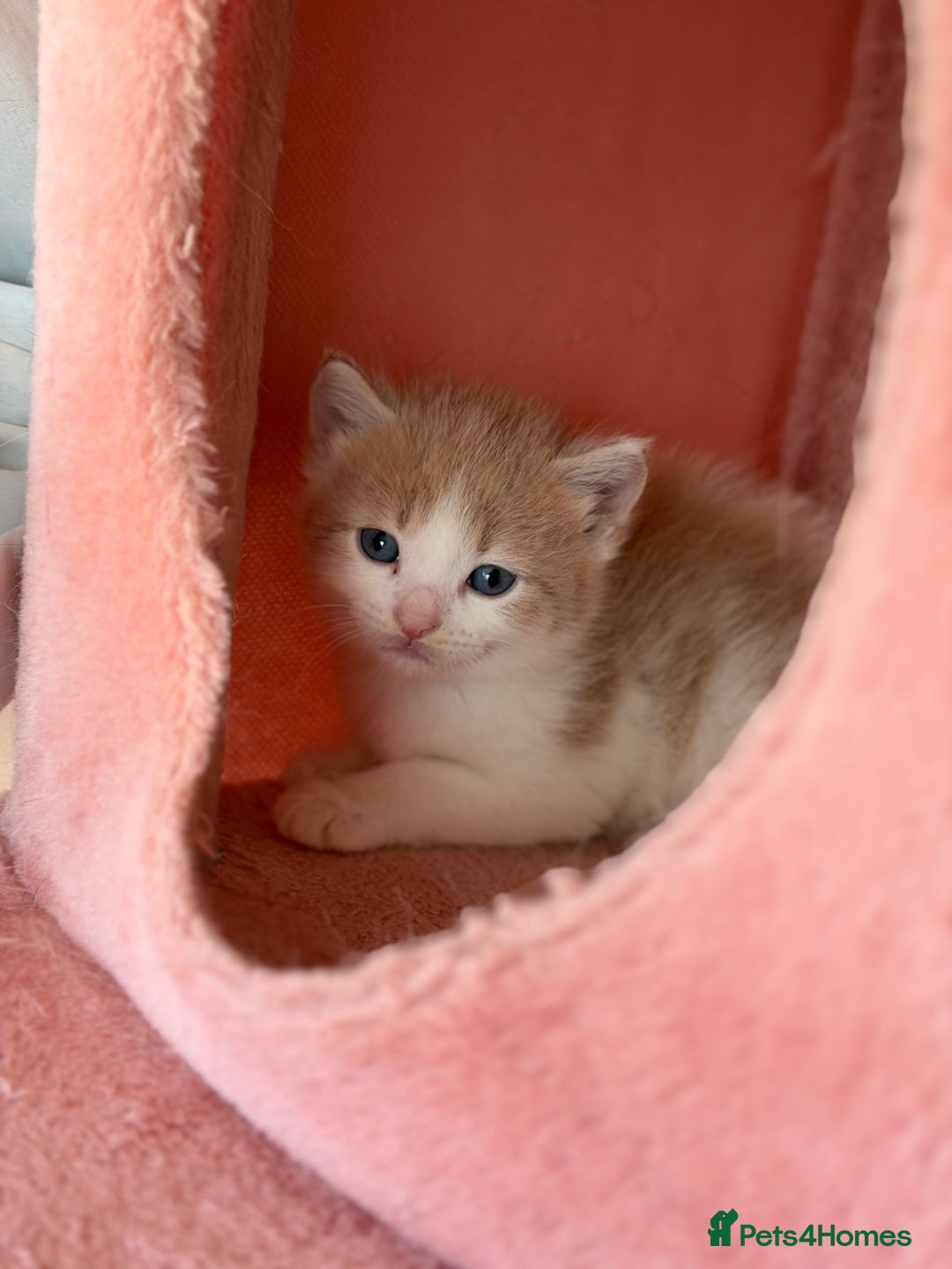 British Shorthair cats for sale: Looking for new home!!! - Advert 12