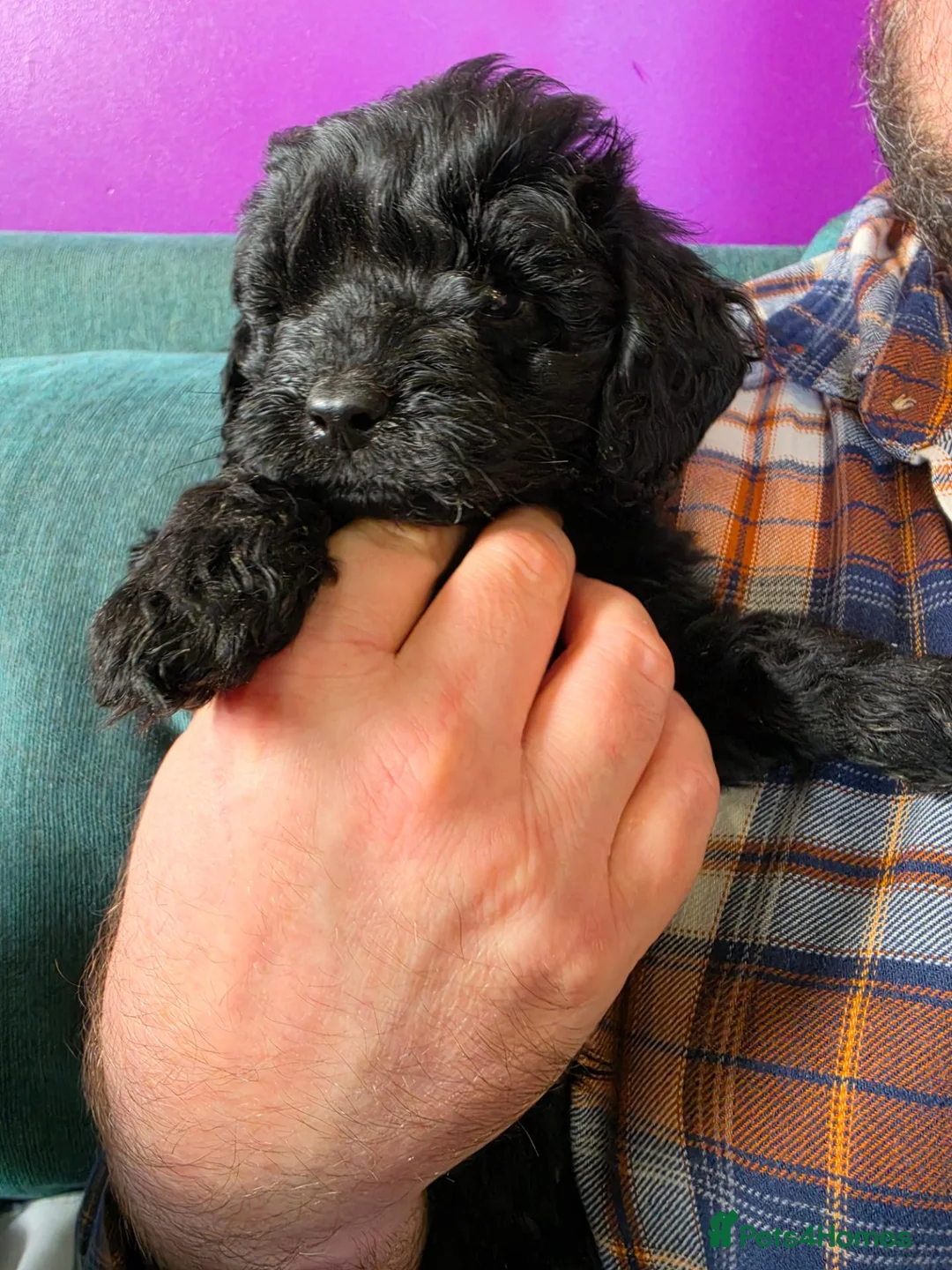 Cockapoo dogs for sale: Shiney Cockapoos! - Advert 3
