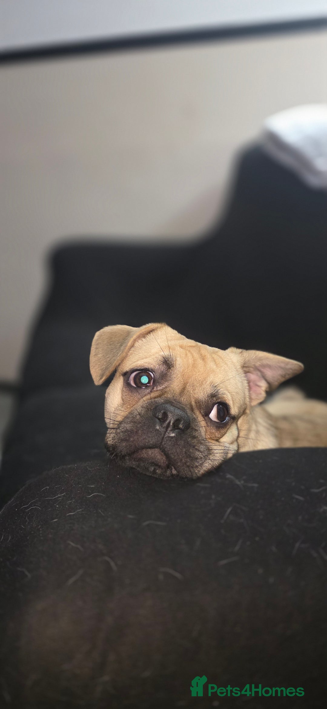 Mixed Breed dogs for sale: Bear for rehome - Advert 4