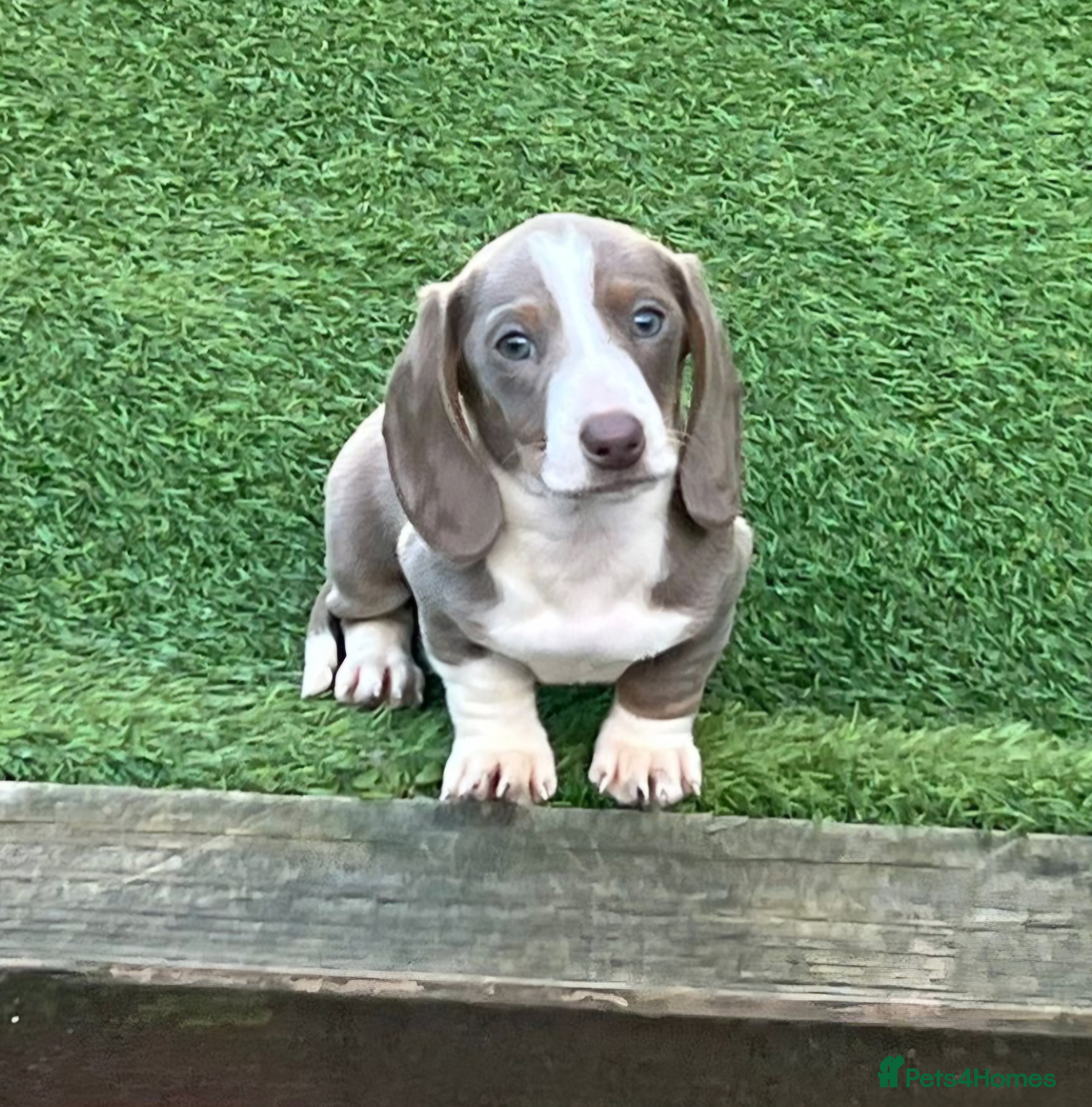 Miniature Dachshund dogs READY NOW MINIATURE DASCHUNDS - Advert 18