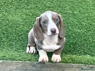 Miniature Dachshund dogs READY NOW MINIATURE DASCHUNDS - Advert 6