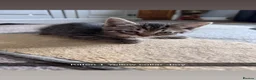 Munchkin cats for sale: Munchkin cross manecoon  - Advert 3