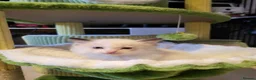 Ragdoll cats for sale: Ragdoll kittens - Advert 8