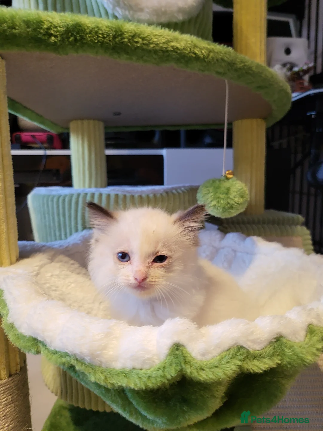 Ragdoll cats for sale: Ragdoll kittens - Advert 8