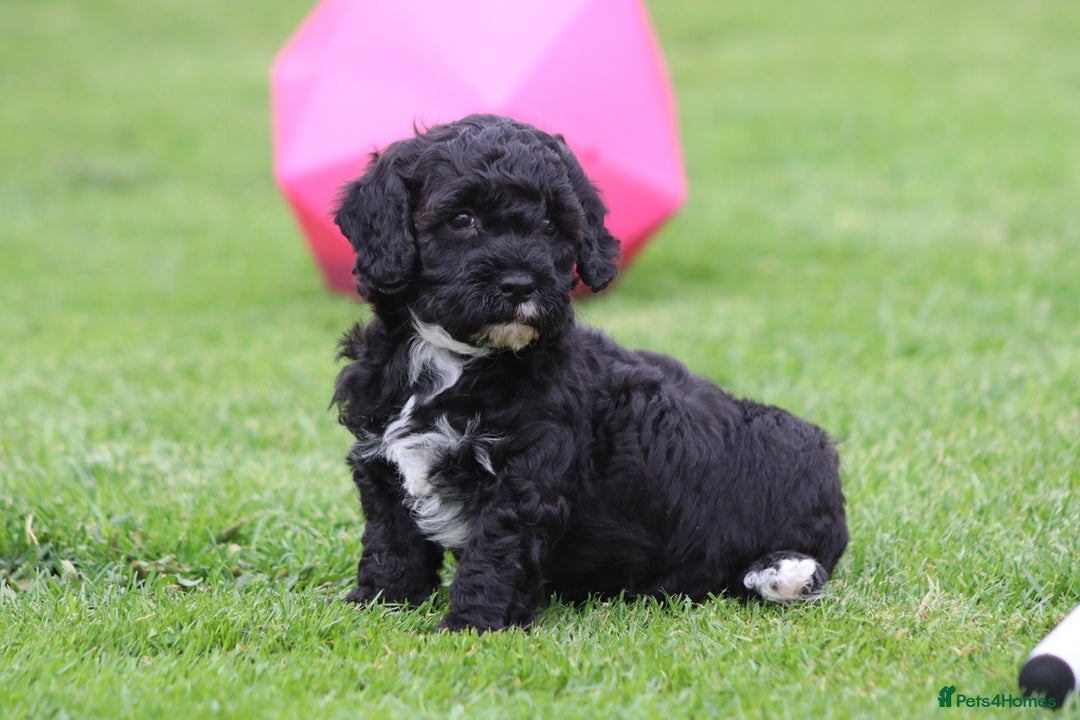Cavapoochon dogs for sale: Beautiful Cavapoochon puppies for sale - Image 23
