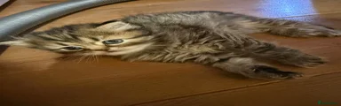 Persian Kitten 2