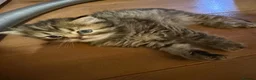Persian cats for sale: Persian chinchilla pure x4 kittens for sale  - Advert 3