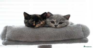 British Shorthair cats - Advert 9