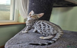 Bengal cats for sale:  Outstanding Quality Bengal kittens ready to leave - Image 16