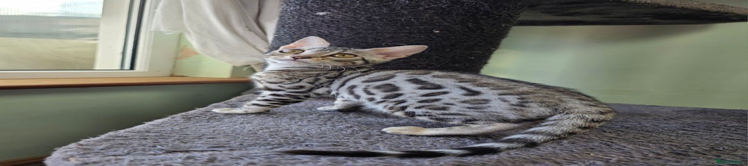 Bengal Kitten 7