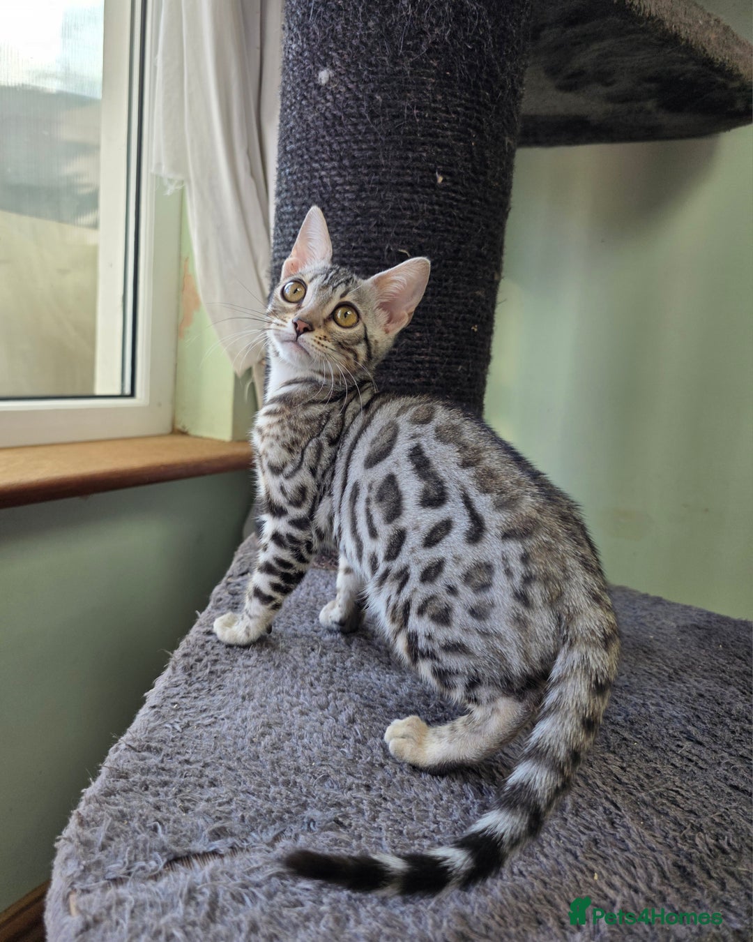 Bengal cats for sale:  Outstanding Quality Bengal kittens ready to leave - Image 16