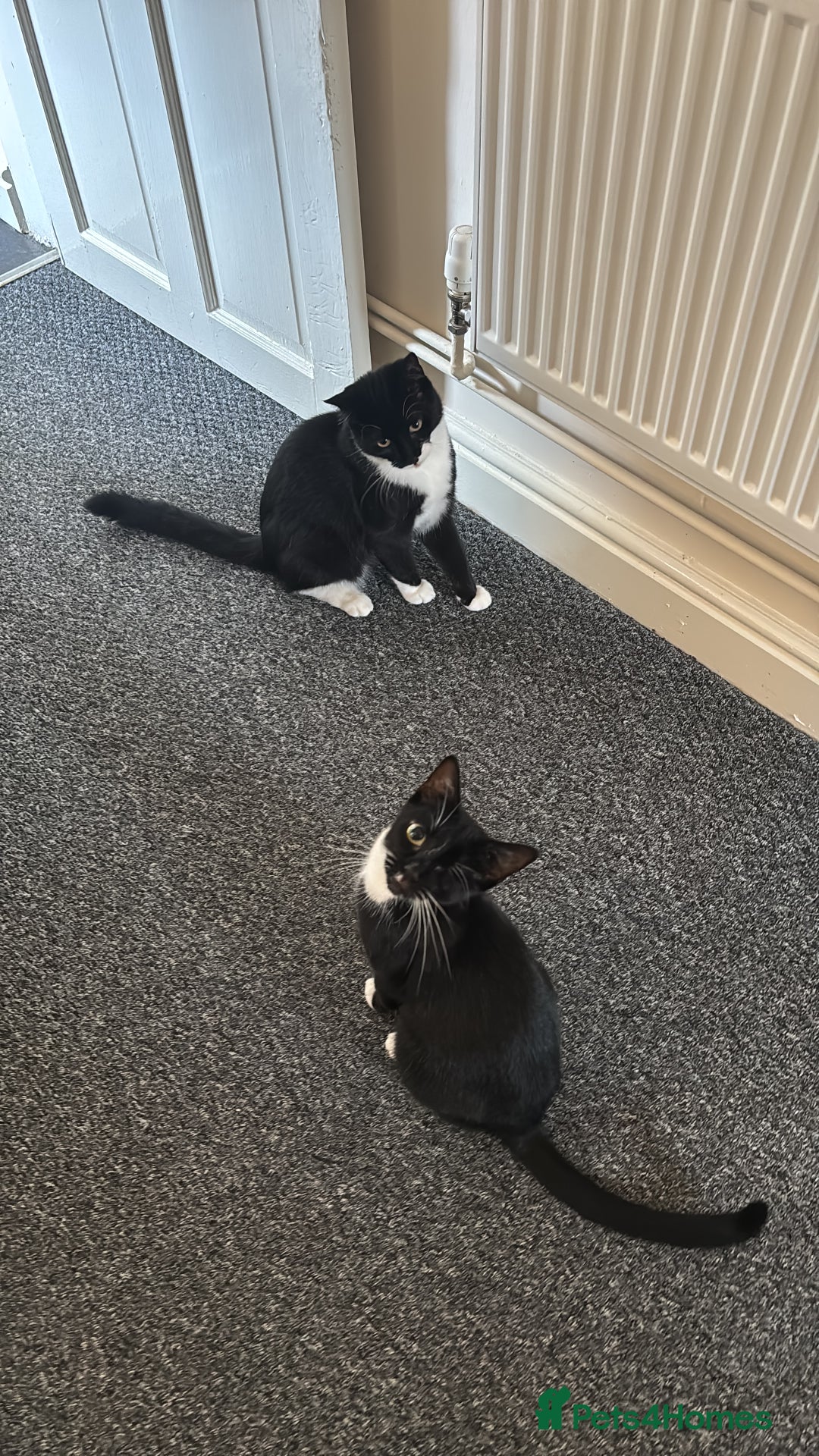 Mixed Breed cats for sale: 2 adorable female kittens! - Image 3