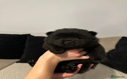 Chow Chow dogs for sale: 🐾 Chow Chow Puppies 2 Black 1 Red🐾 - Image 9