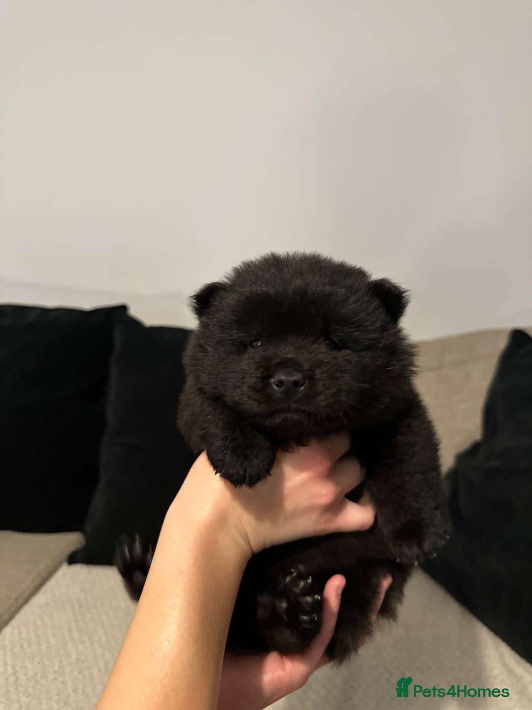 Chow Chow dogs for sale: 🐾 Chow Chow Puppies 2 Black 1 Red🐾 - Image 9