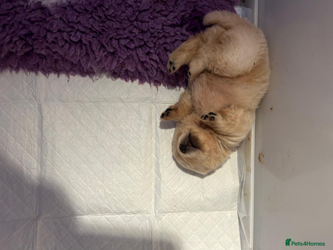 Chow Chow dogs for sale: Amazing cream chow chow puppy for sale  - Advert 3