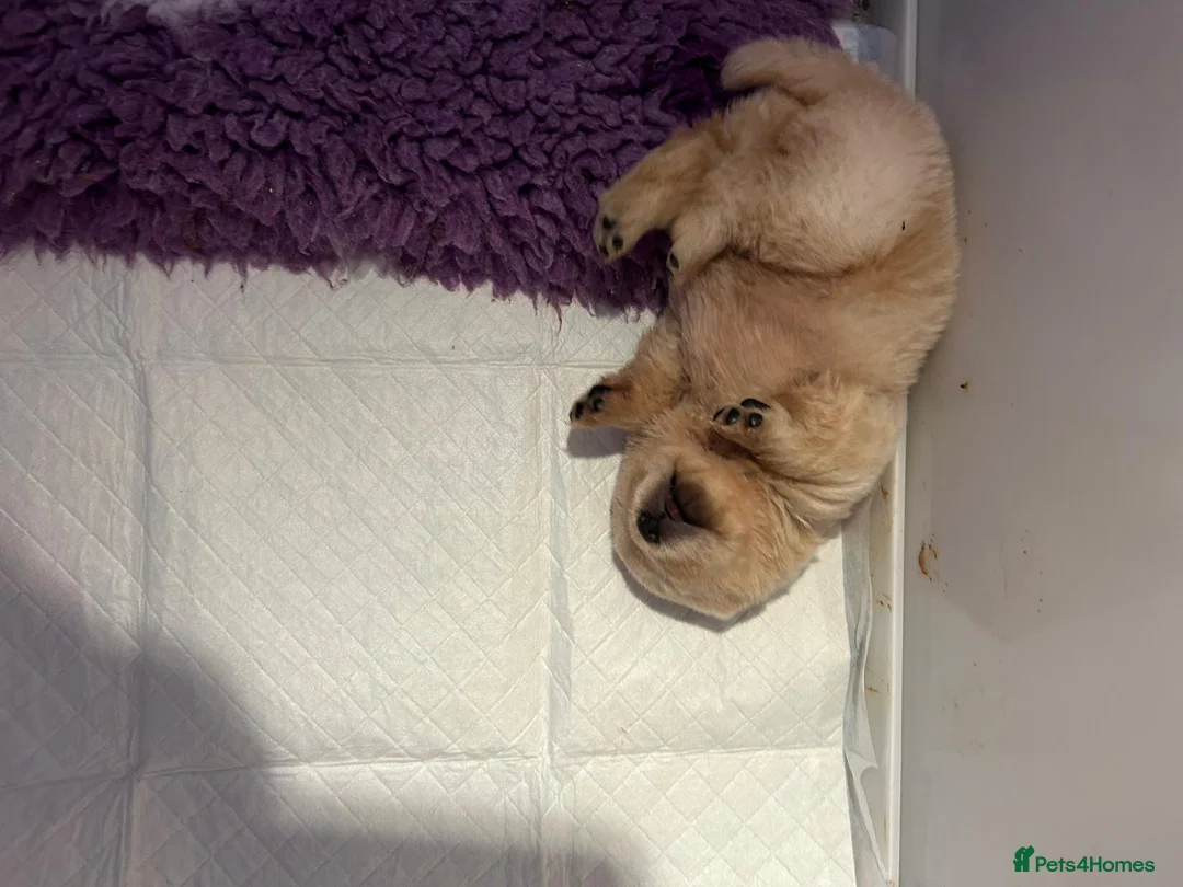 Chow Chow dogs for sale:  READY NOW amazing cream chow chow boy - Advert 10