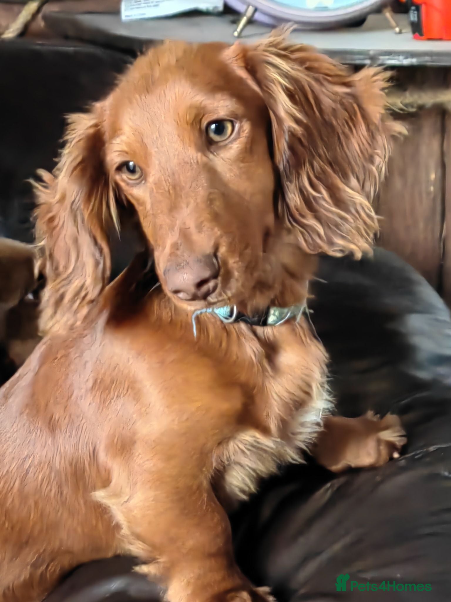 Miniature Dachshund dogs Puppies of the miniature long-haired dachshund.  - Advert 17