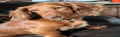 Miniature Dachshund Puppy 2