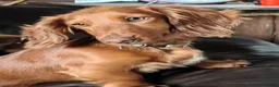 Miniature Dachshund dogs for sale: Puppies of the miniature long-haired dachshund.  - Advert 1