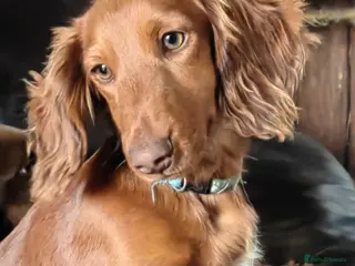 Miniature Dachshund dogs Puppies of the miniature long-haired dachshund. - Advert 17
