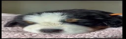 Bernese Mountain Dog dogs for sale: Well Trained Home  Bernese Mountain Pups  in Reading - Advert 21
