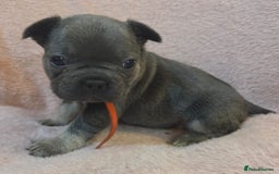French Bulldog dogs for sale: Beautiful French Bulldog Puppies - Image 12