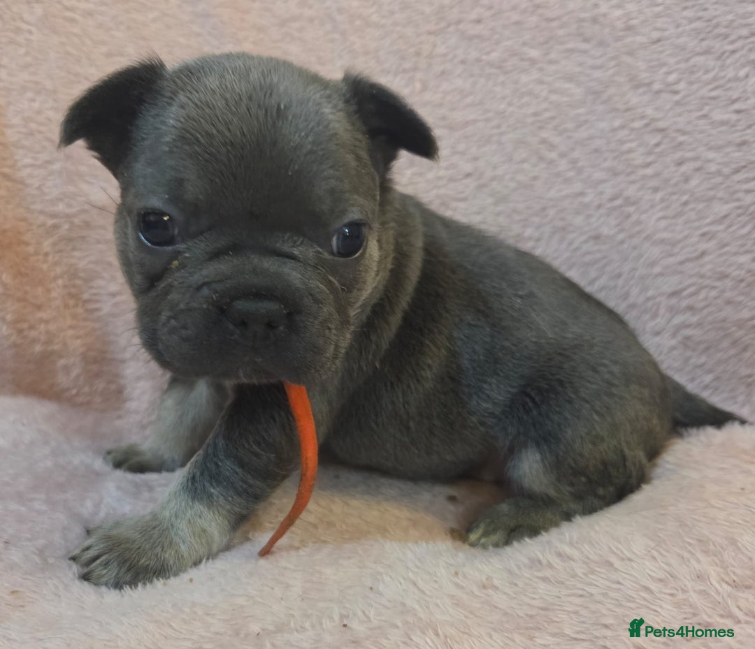 French Bulldog dogs for sale: Beautiful French Bulldog Puppies - Image 12