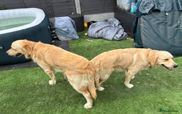 Golden Retriever dogs for sale: Golden retriever puppies  - Advert 6