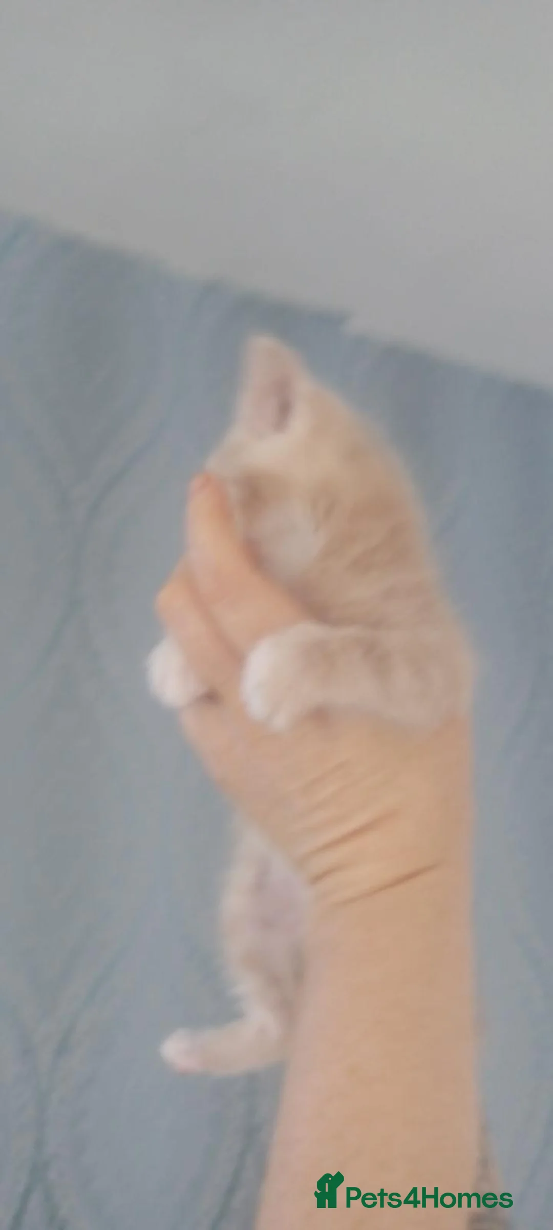 Mixed Breed cats for sale: Light ginger kitten  - Advert 8