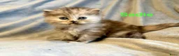 Persian cats for sale: **SOLD** Stunning litter of five female Perdolls - Advert 29