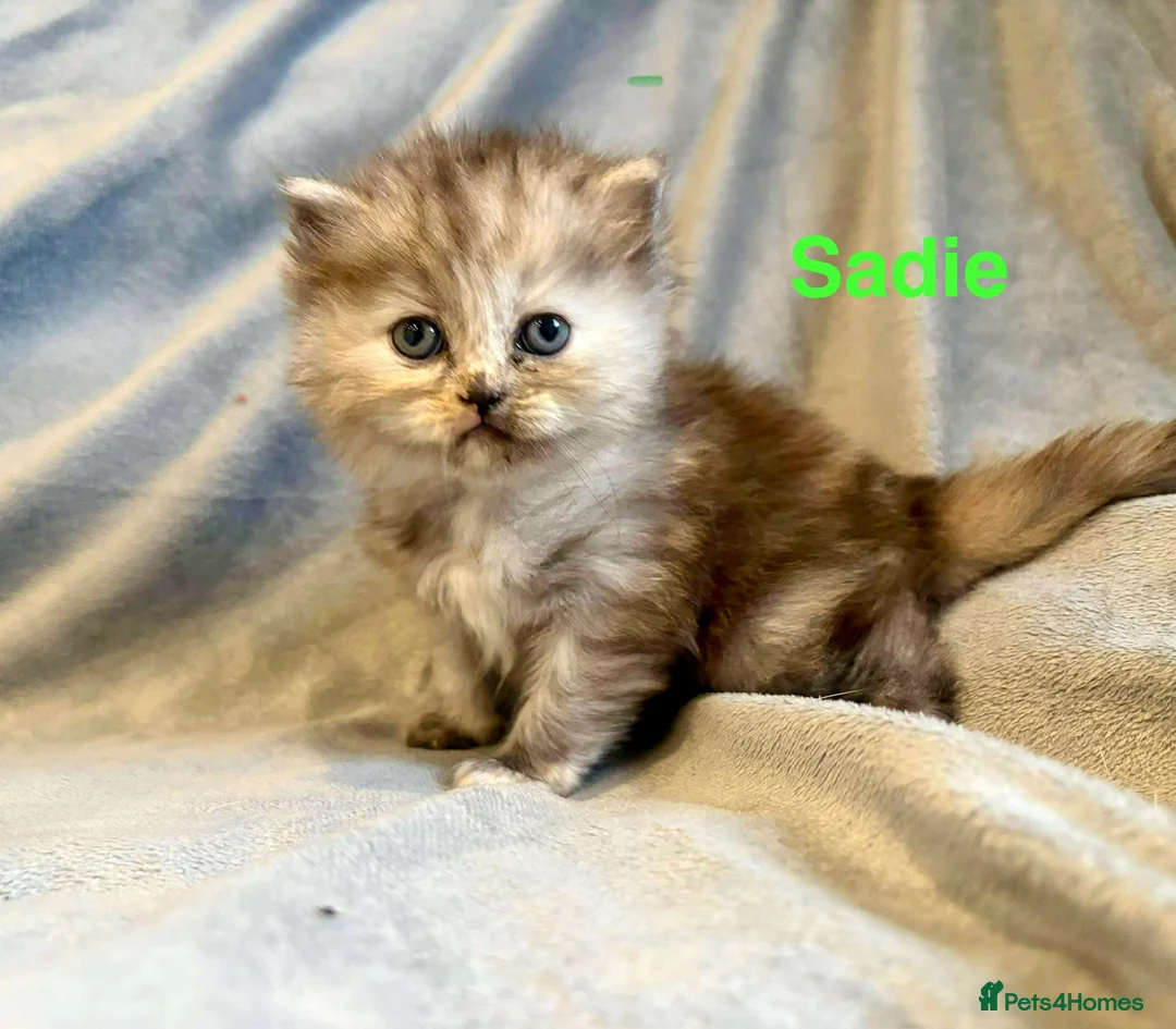 Persian cats for sale: **SOLD** Stunning litter of five female Perdolls - Advert 29