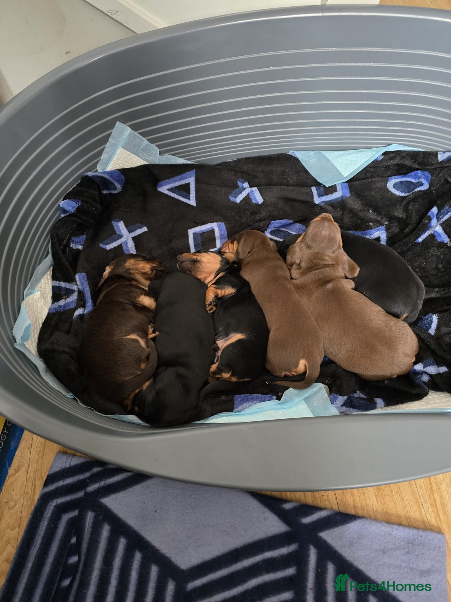 Dachshund dogs Beautiful Standard Dachshund  - Advert 1