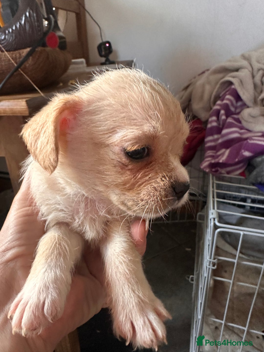 Mixed Breed dogs for sale: 6 fluffy frenchie cross puppies - Image 4