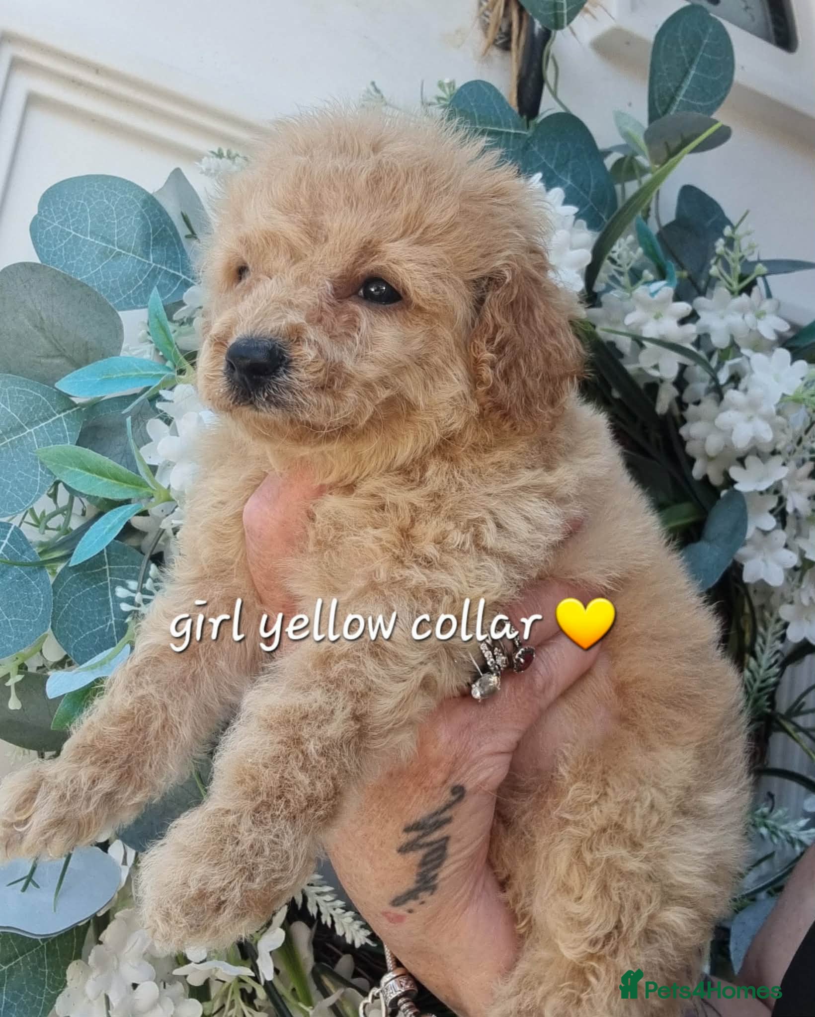Cavapoochon dogs Beautiful cavapoochon puppy  *ready to leave* - Advert 10