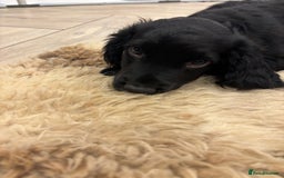 Cocker Spaniel dogs for sale: KC registered cocker spaniels - Image 2