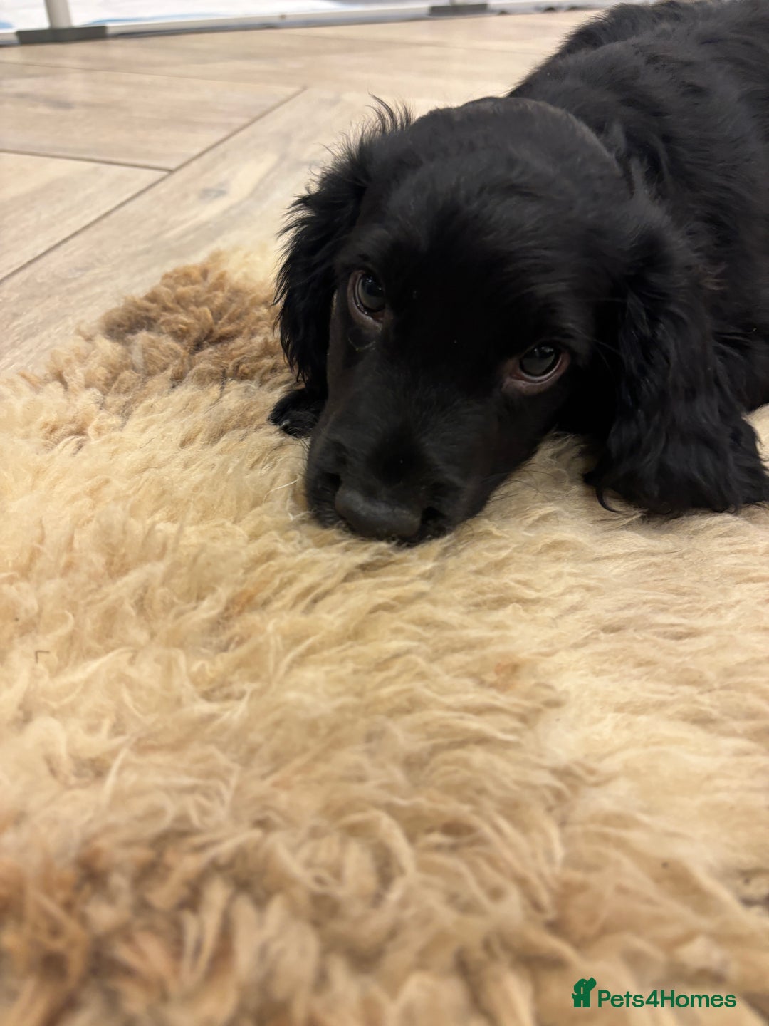 Cocker Spaniel dogs for sale: KC registered cocker spaniels - Image 2