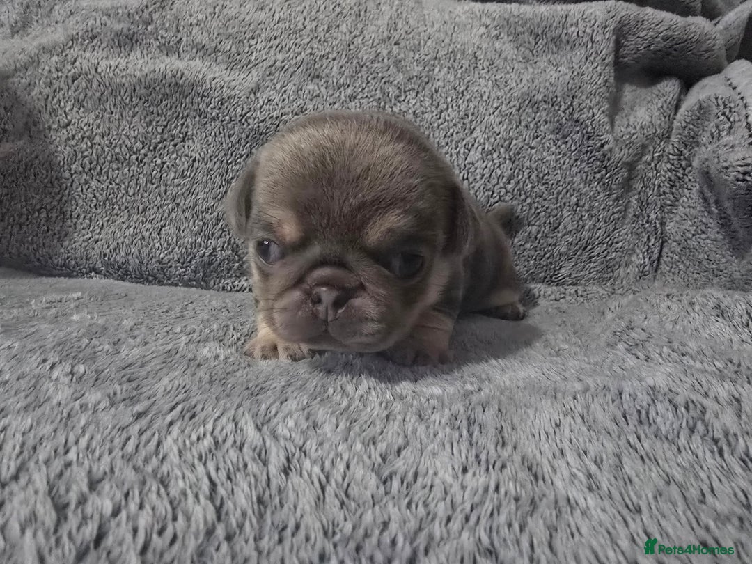 Pug dogs for sale: KC pug puppies  - Advert 10